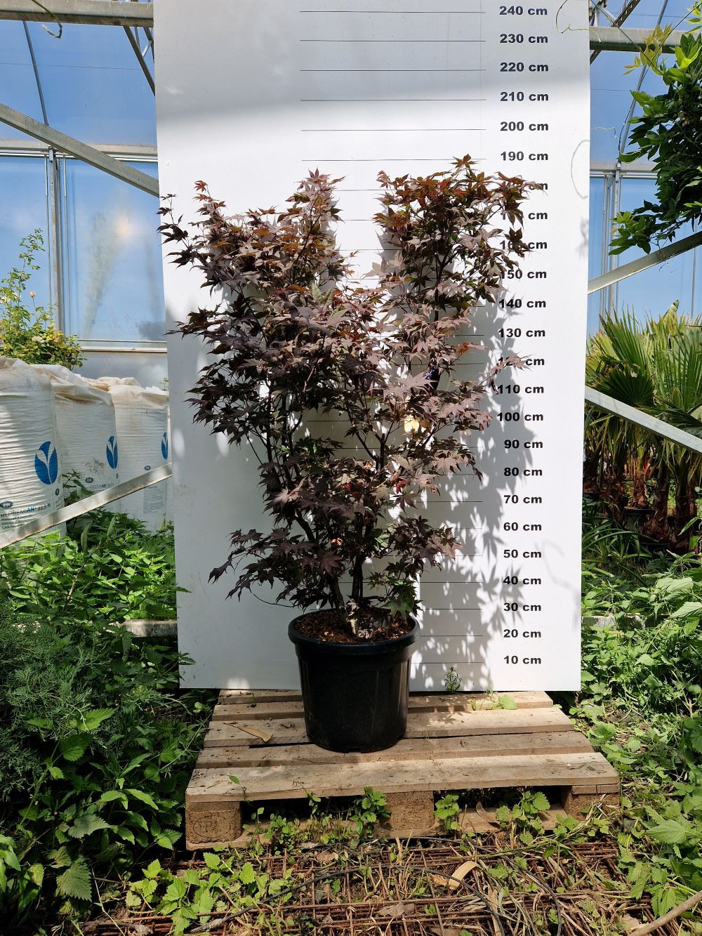 Acer Palmatum Bloodgood