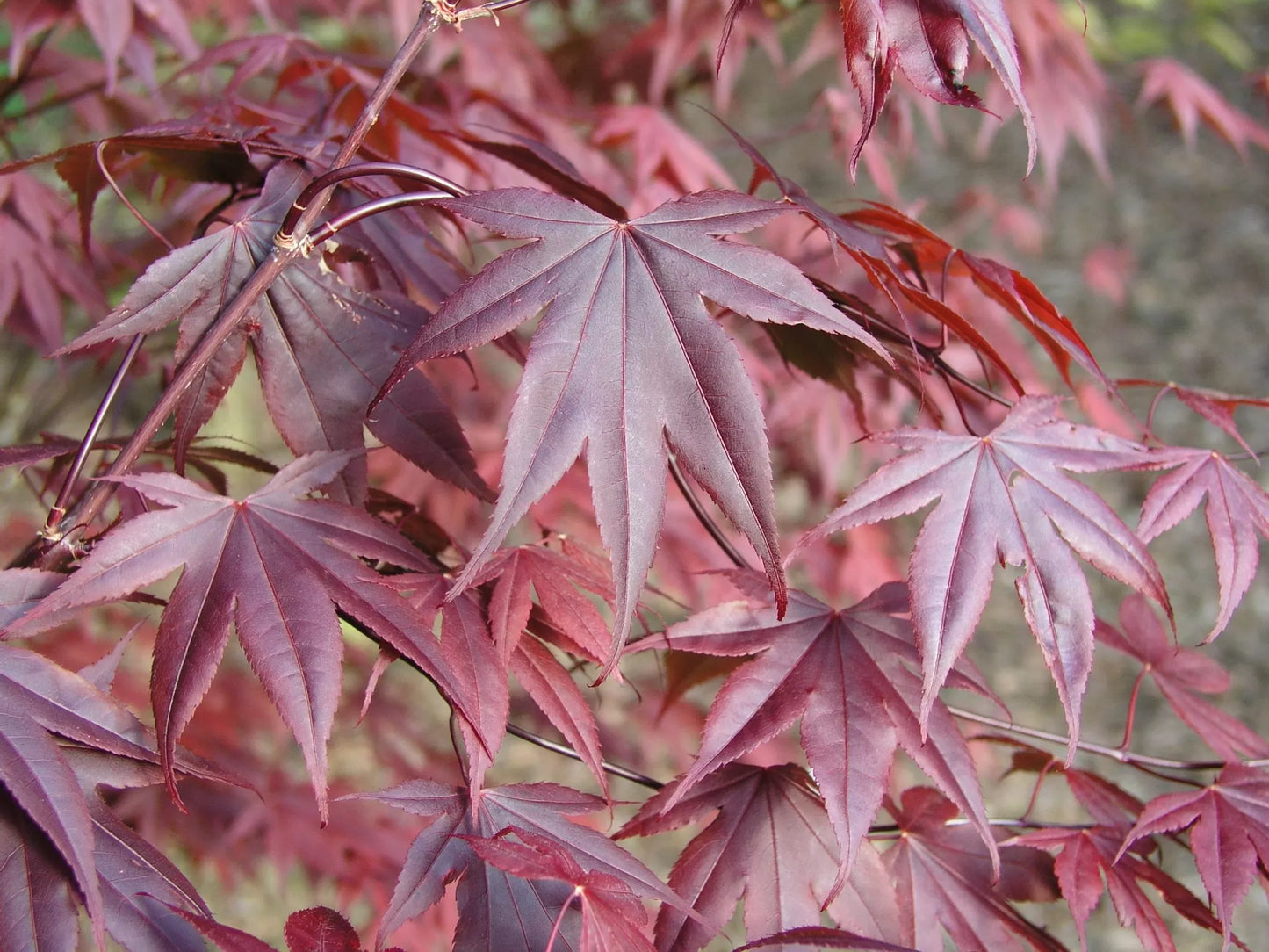 Acer Palmatum Bloodgood