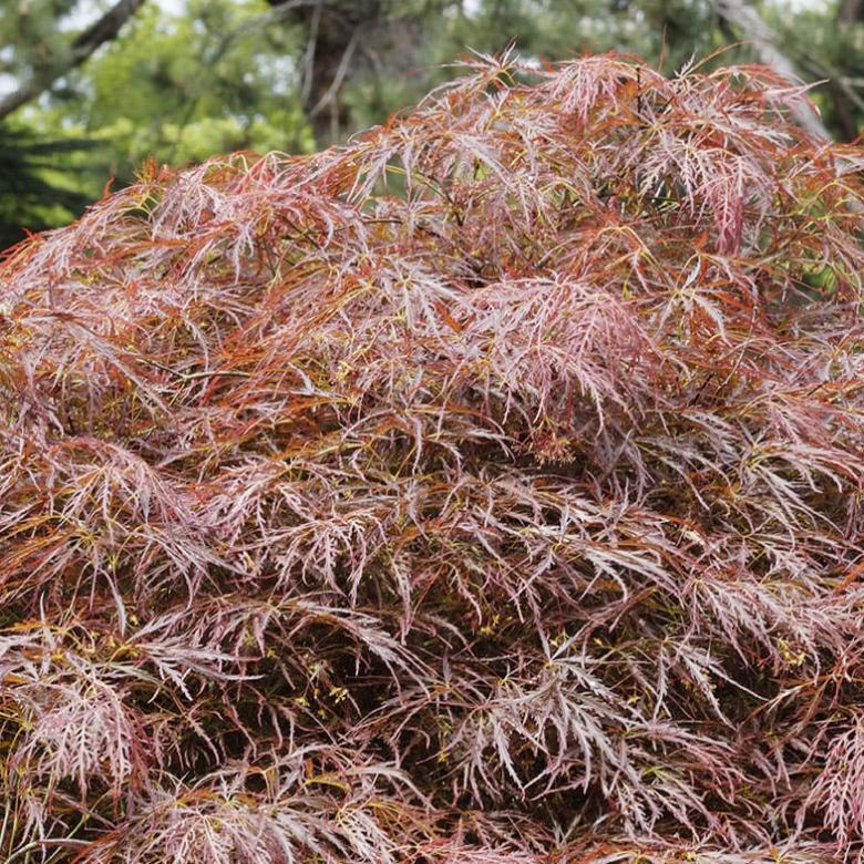 Acer Dissectum Garnet