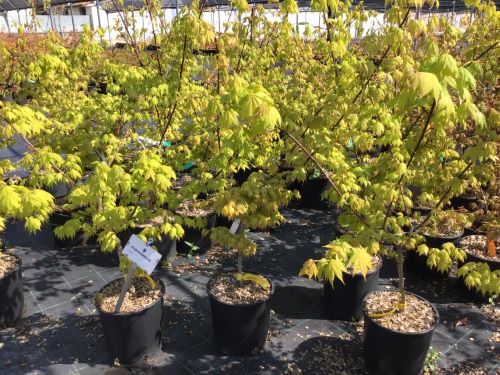 Acer Shirasawanum Jordan