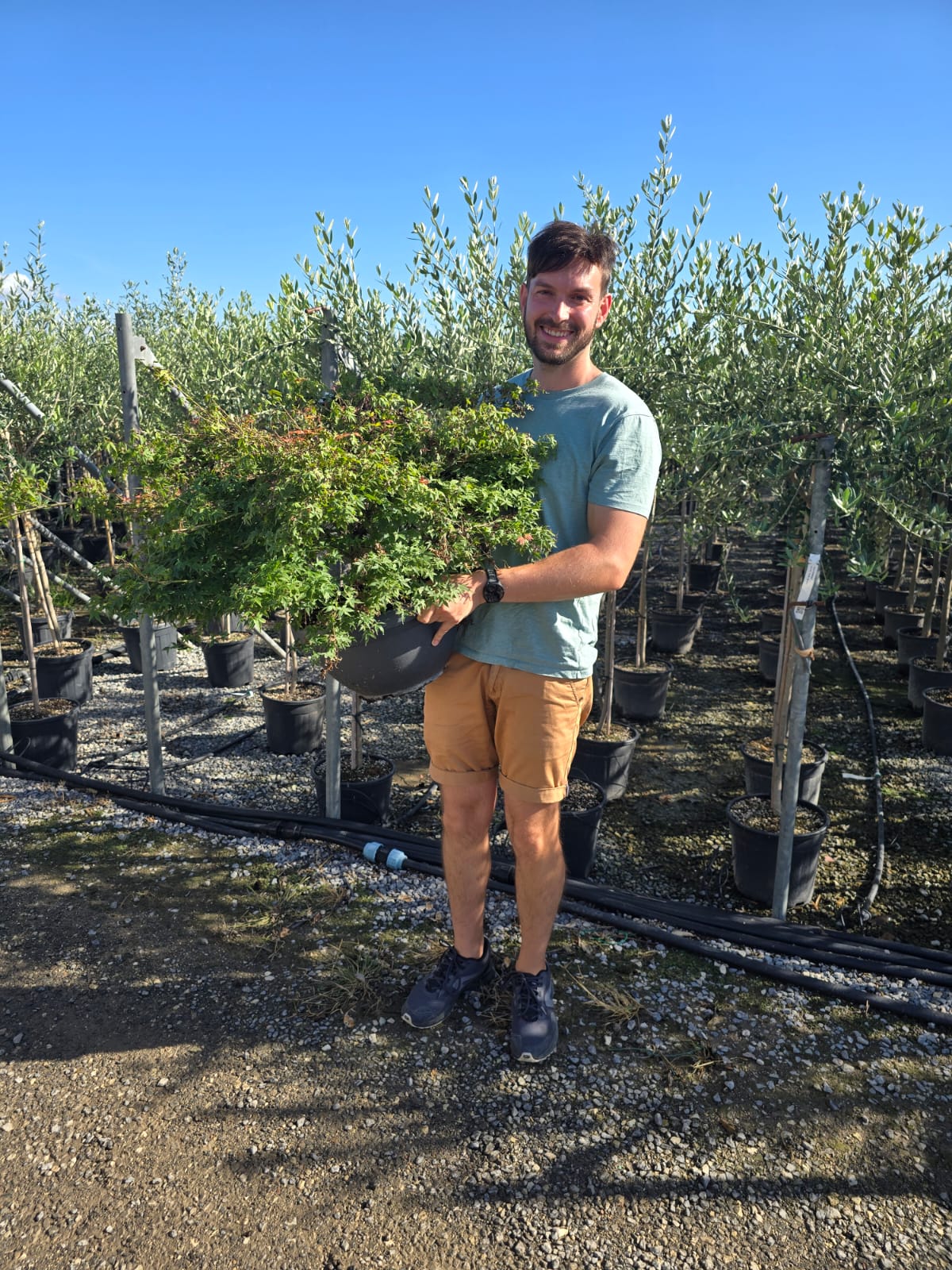 Acer Palmatum 'Beni Maiko'