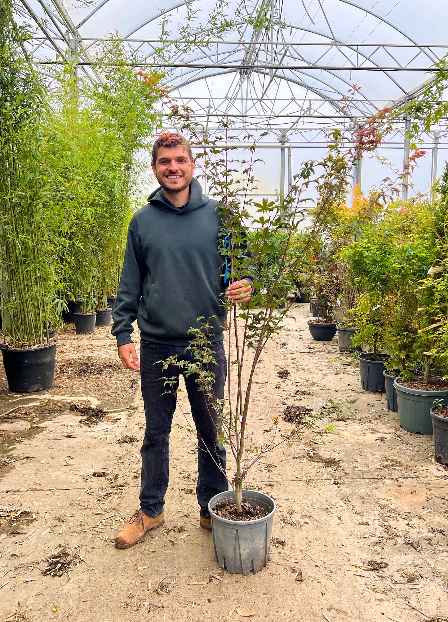 Acer Palmatum 'Redwine'