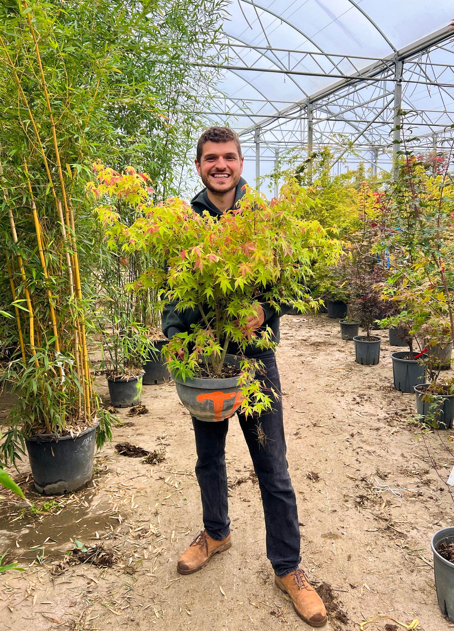 Acer palmatum Katsura