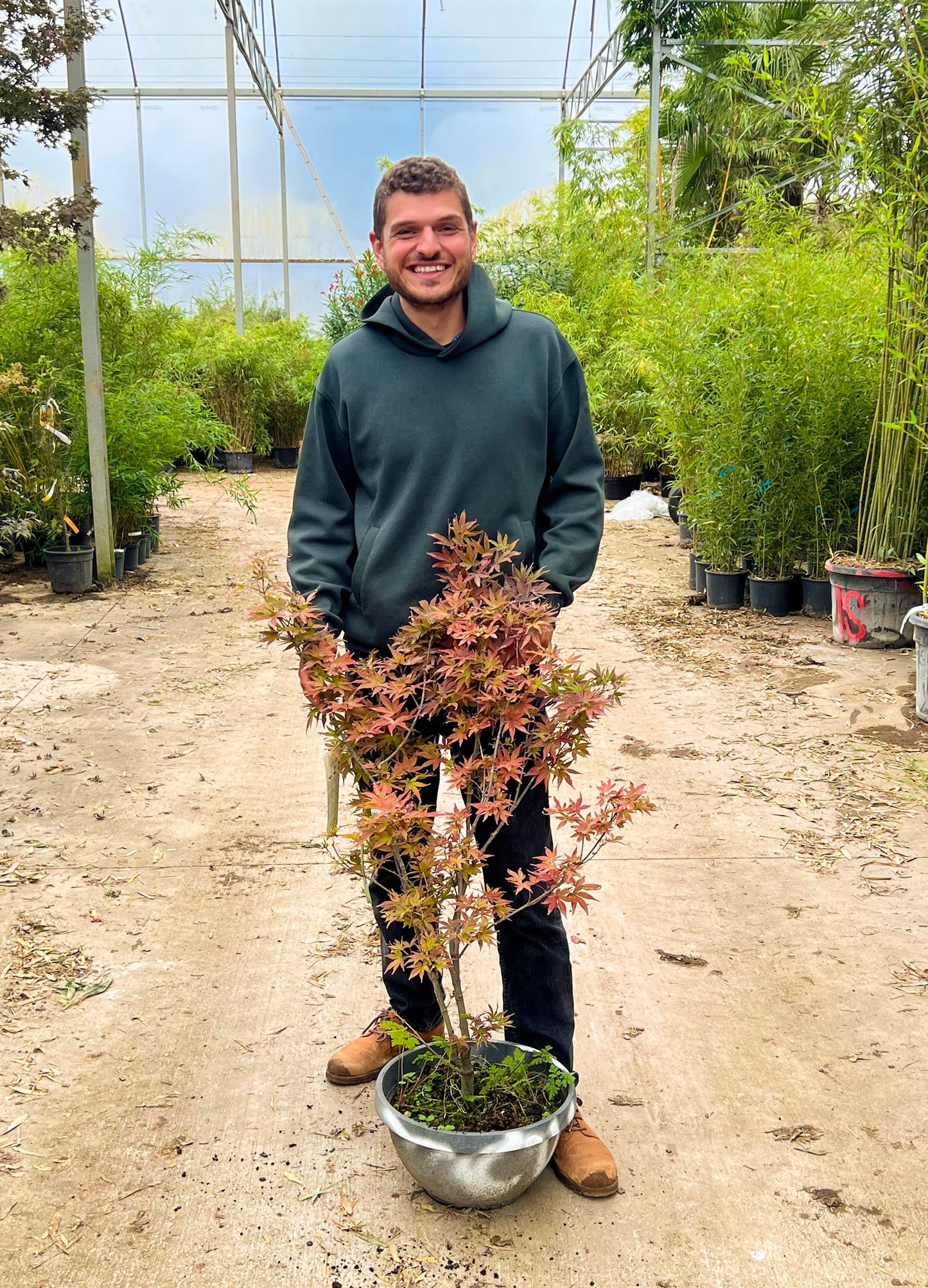 Acer Palmatum ‘Twombly’s Red Sentinel’