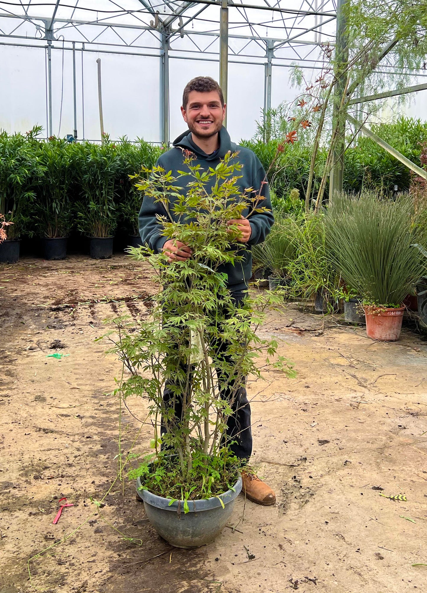 Acer Palmatum Trompenburg