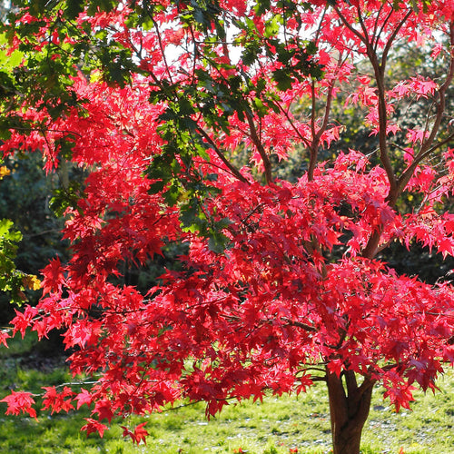 Acer Palmatum 'Redwine'