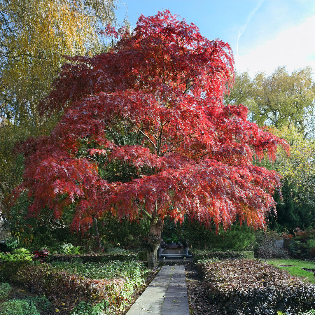Acer Dissectum Garnet