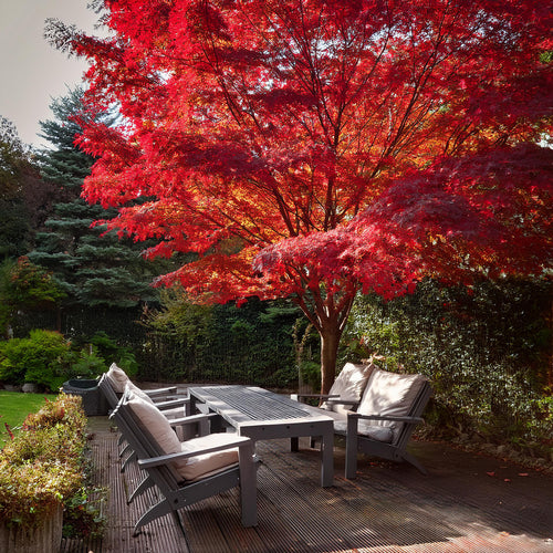 Acer Palmatum Atropurpureum