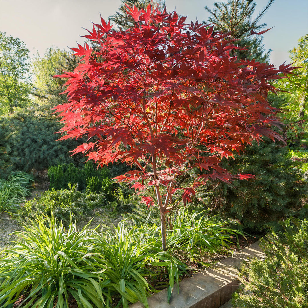 Acer Palmatum Deshojo
