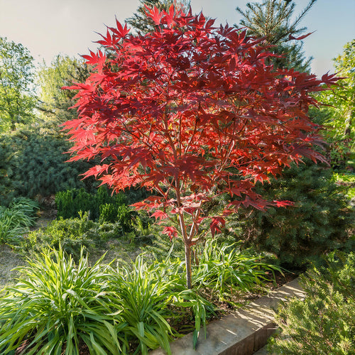 Acer Palmatum Deshojo