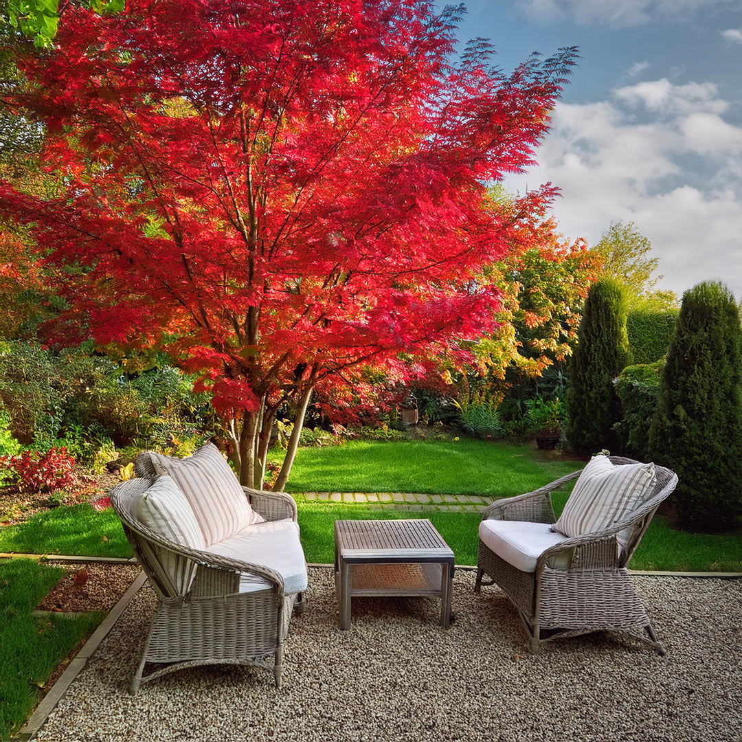 Acer Palmatum Osakazuki