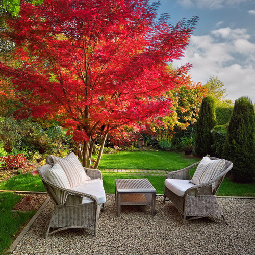 Acer Palmatum Osakazuki