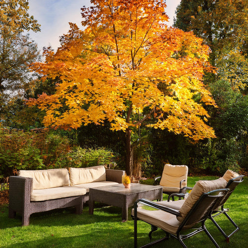 Acer Shirasawanum Jordan