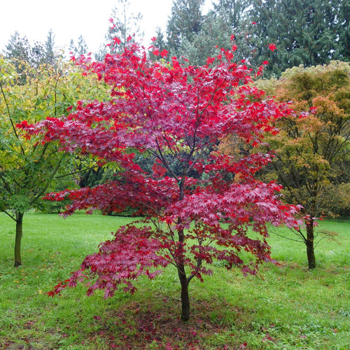 Acer Palmatum ‘Fireglow'