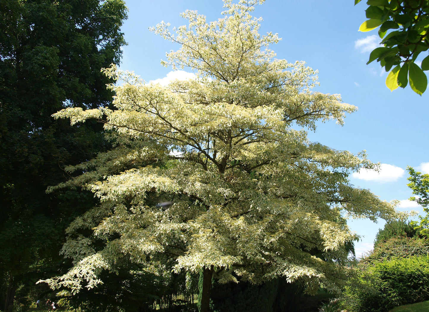 Cornus Controversa Variegata