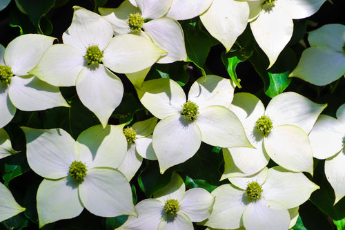 Cornus Kousa