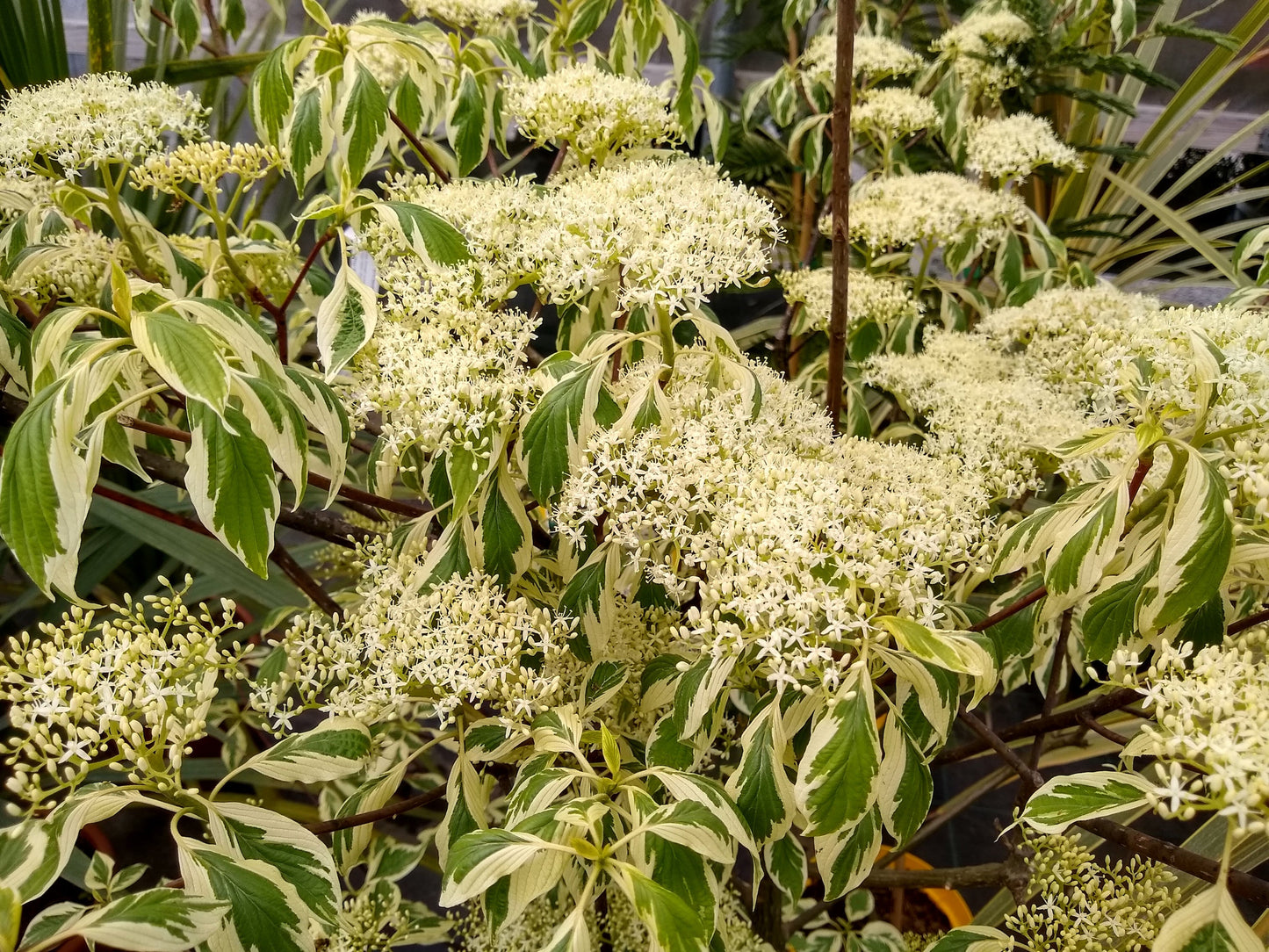 Cornus Controversa Variegata