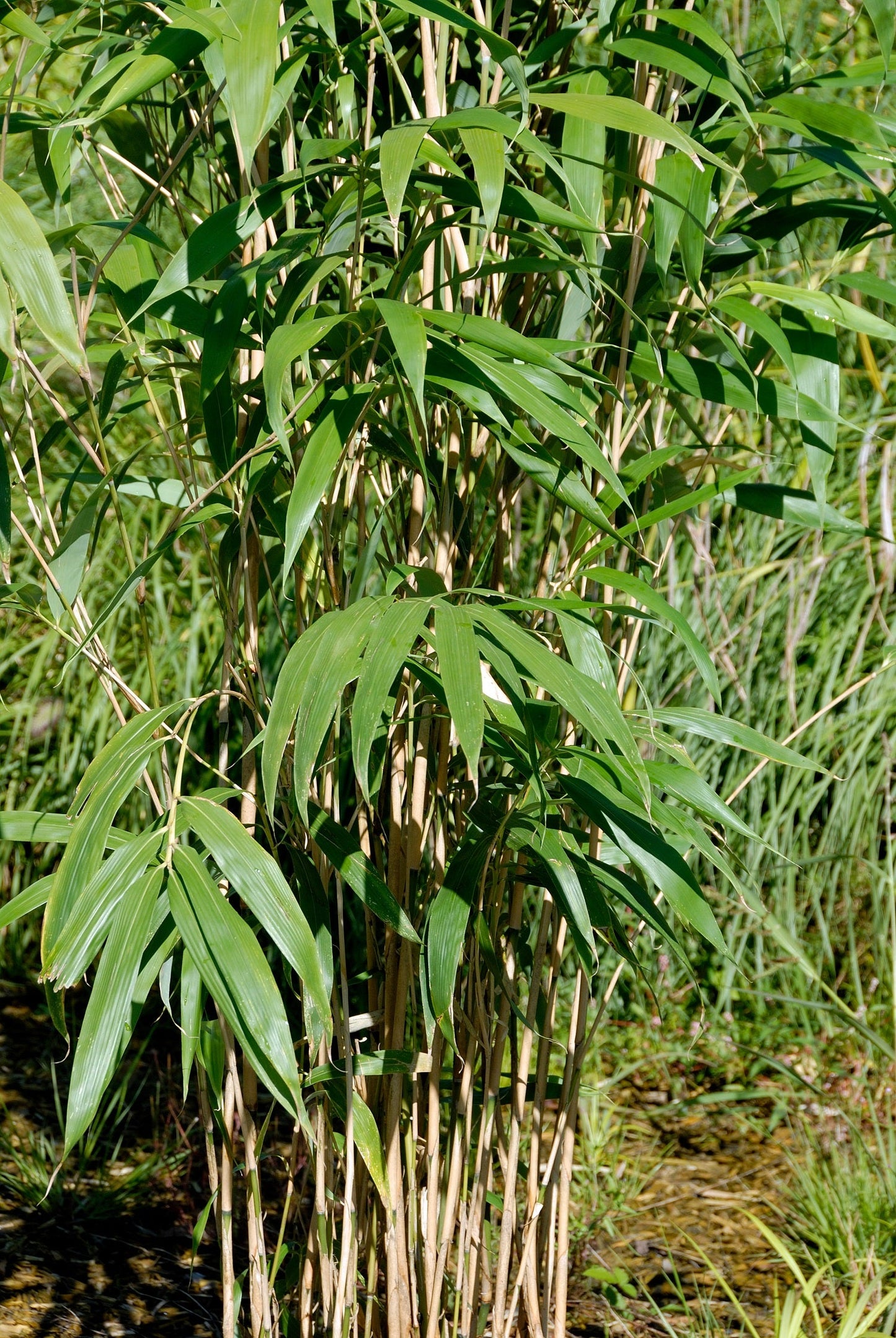 Bambou Metake (Arundinaria Japonica)
