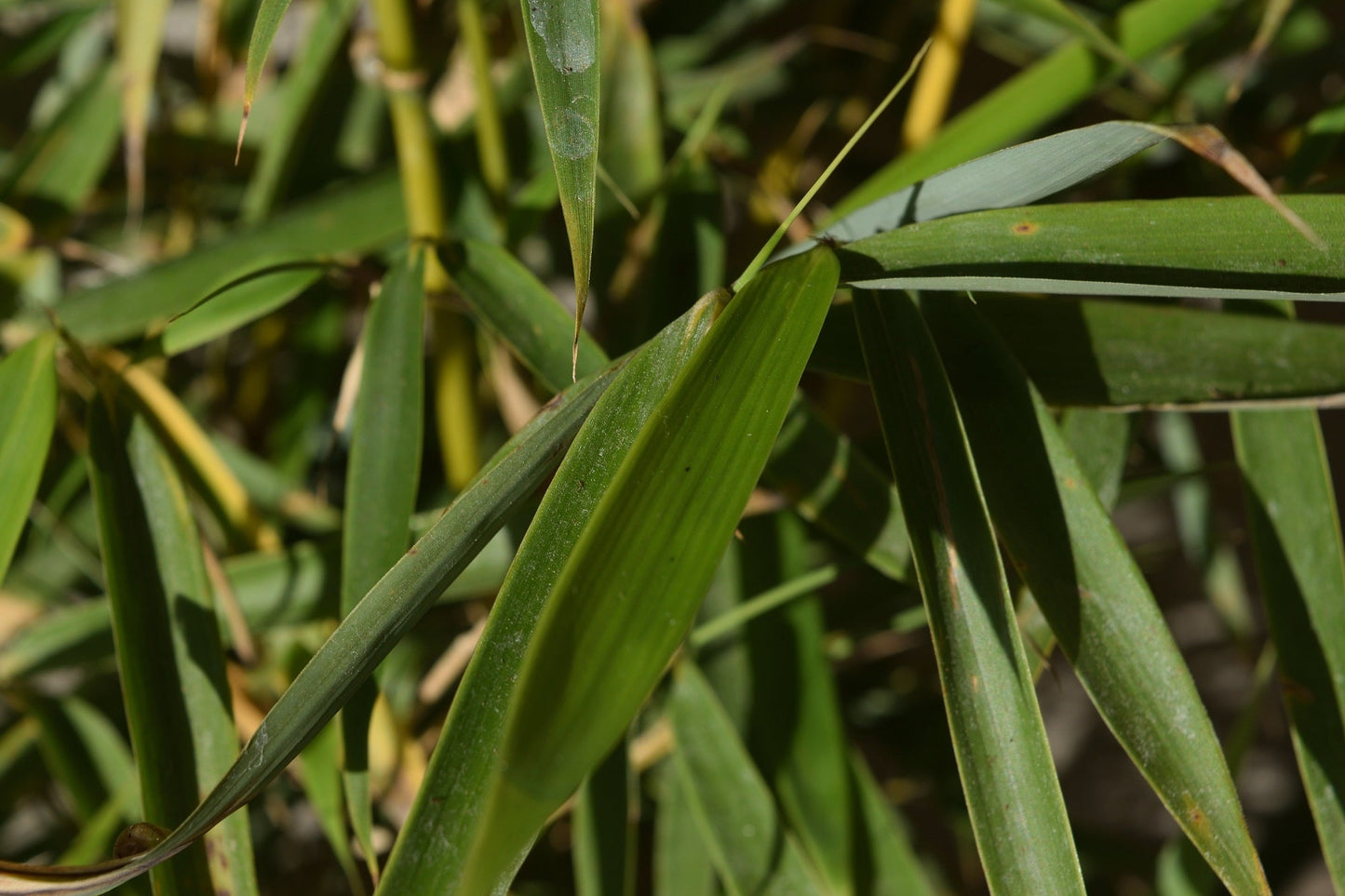 Fargesia Rufa