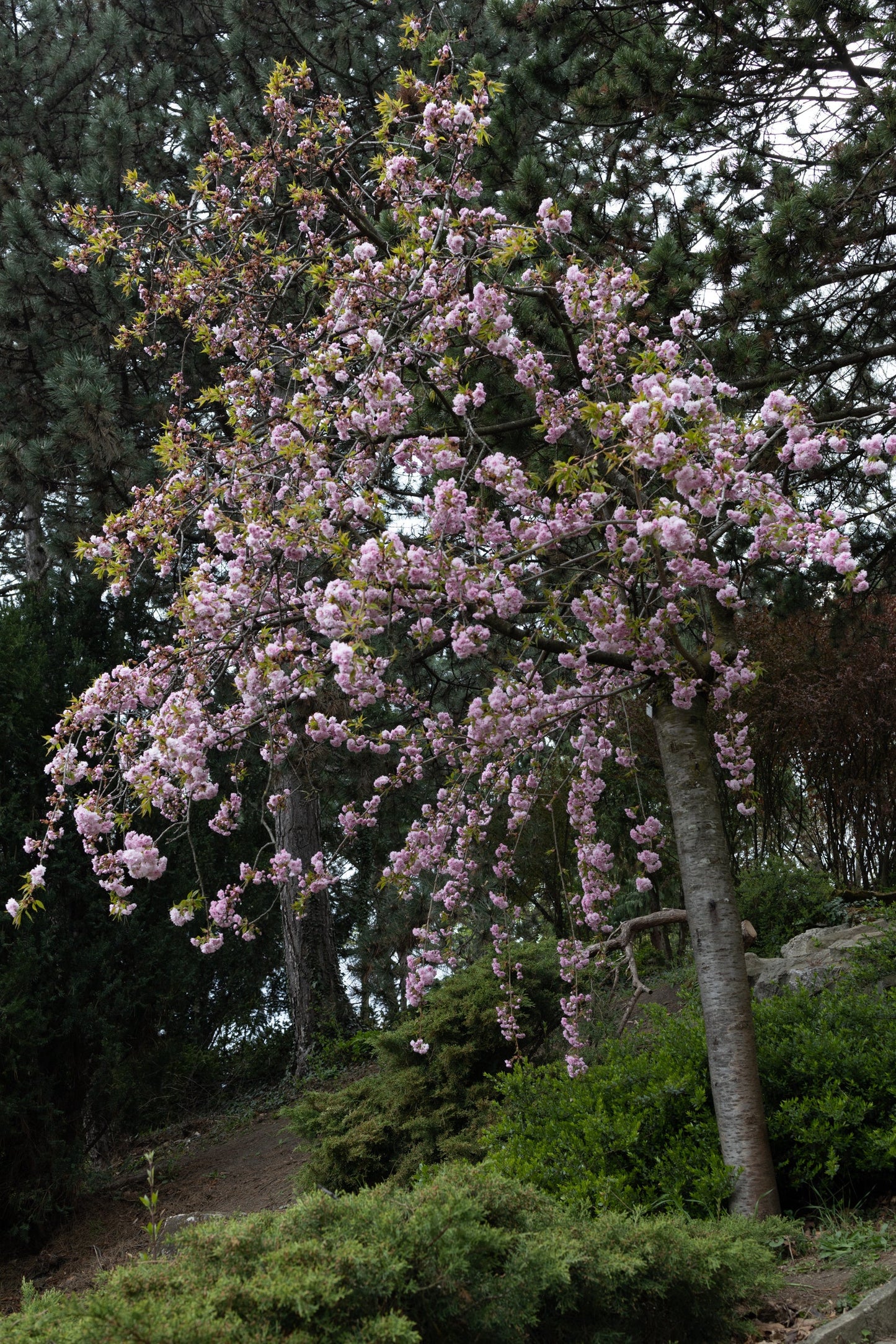Cerisier à Fleurs Pleureur (Prunus Zakura)