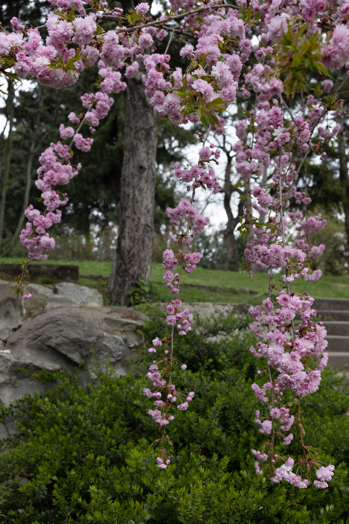Cerisier à Fleurs Pleureur (Prunus Zakura)