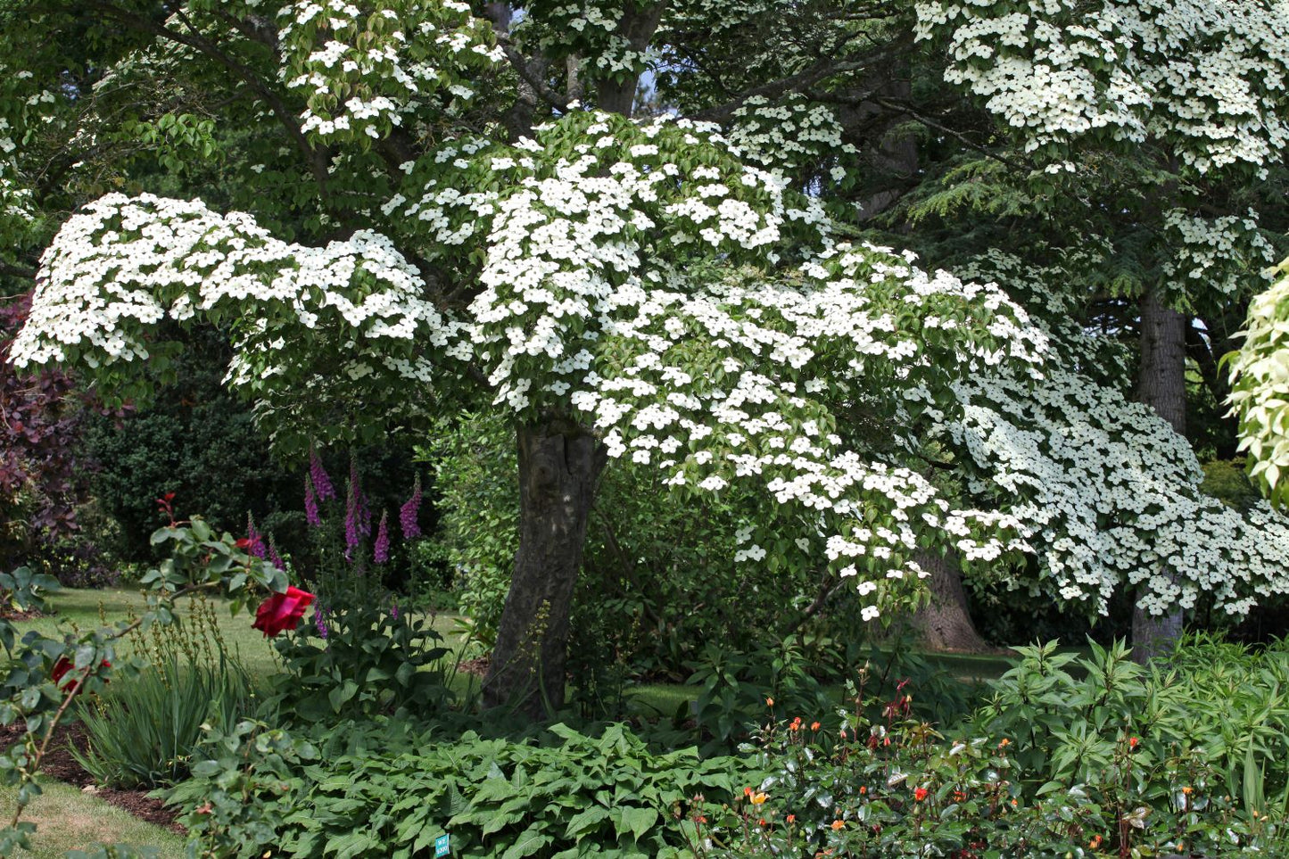 Cornus Kousa