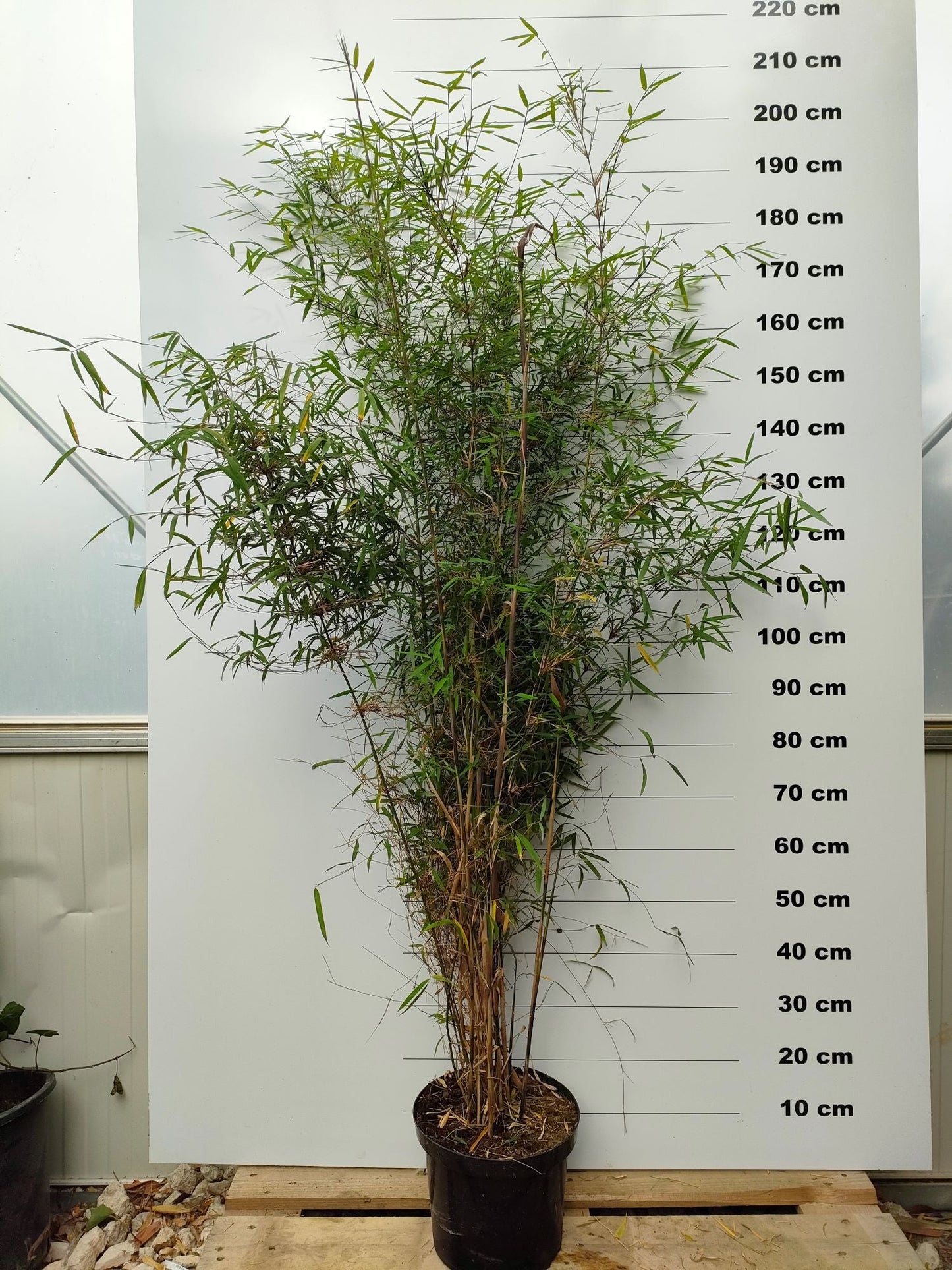 Fargesia Angustissima