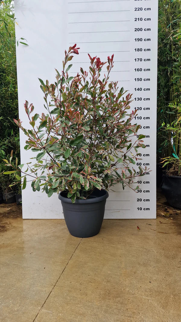 Pot Bologna - 40/80/110L