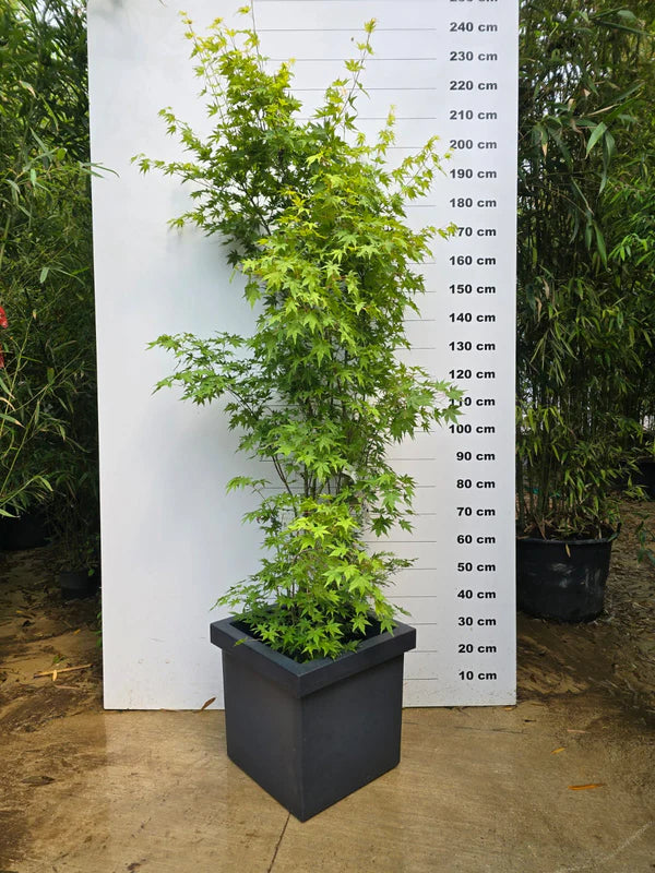 Pot Firenze - 85L