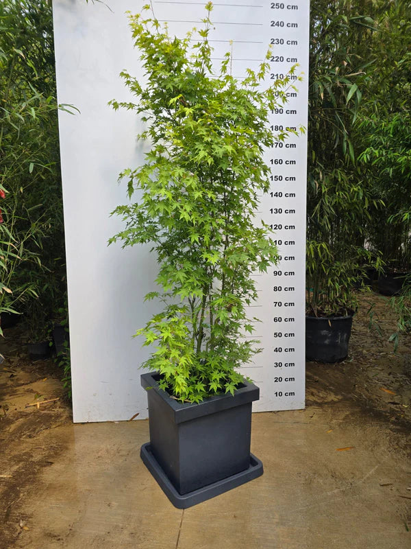 Pot Firenze - 85L