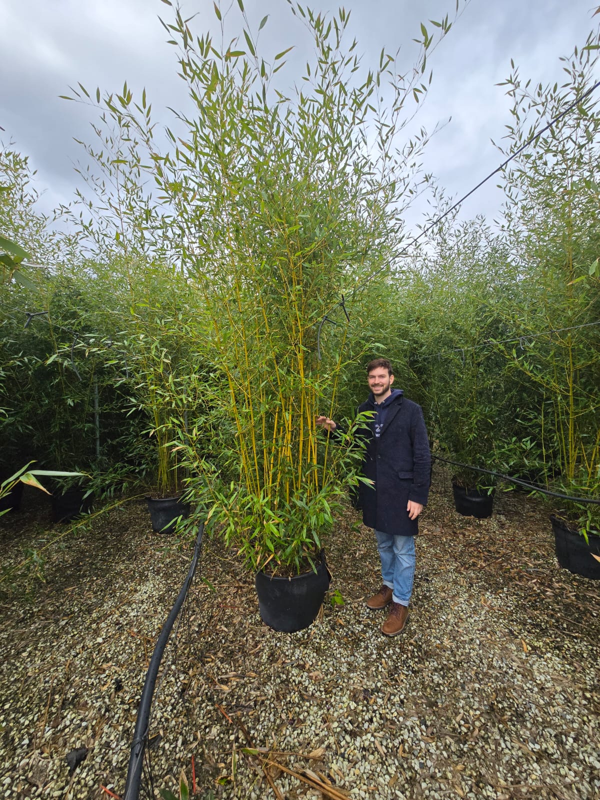 Bambou (Phyllostachys) Aurea