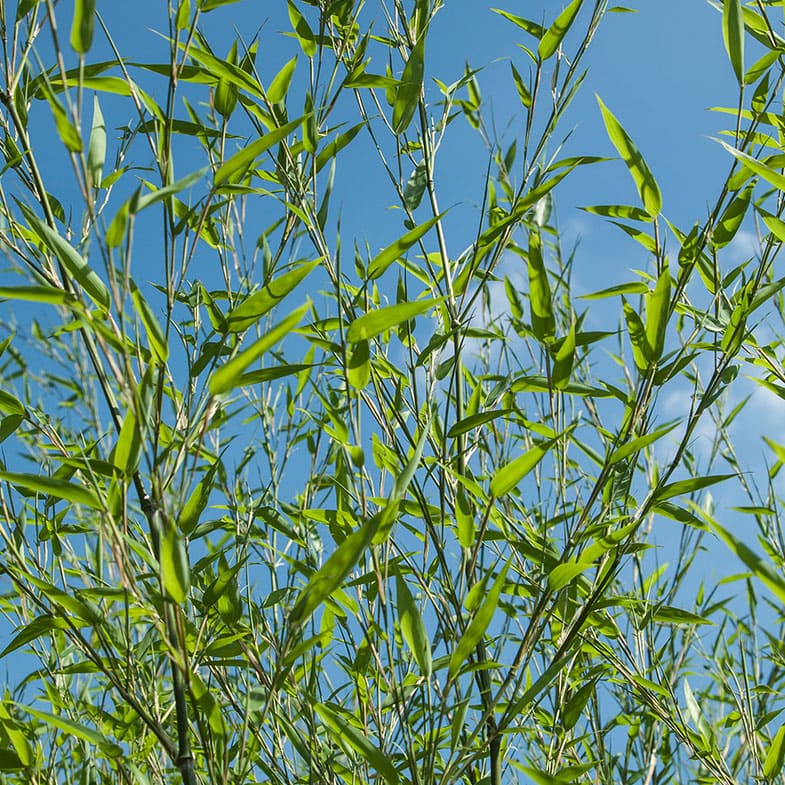 Bambou (Phyllostachys) Bissetii