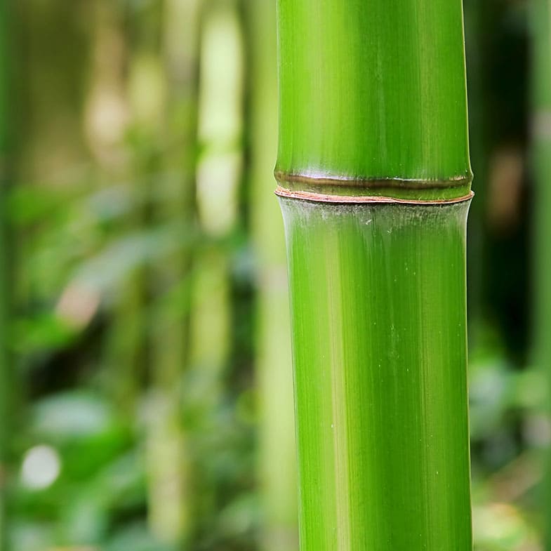 Bambou (Phyllostachys) Bissetii