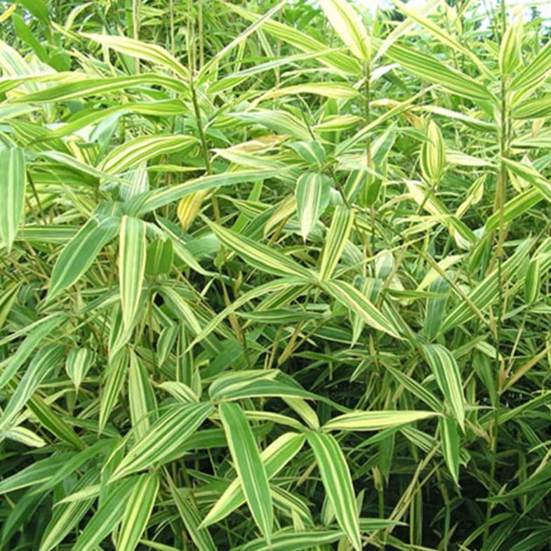 Bambou Metake Variegata (Arund.Jap.Varieg.)