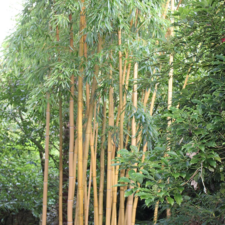 Bambou Vivax Aureocaulis