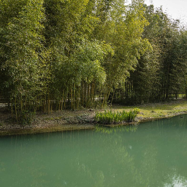 Bambou Vivax Aureocaulis