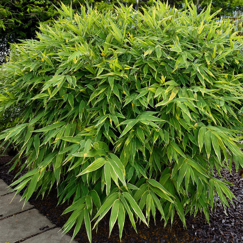 Bambusa Nana (Pleioblastus Pumilus)