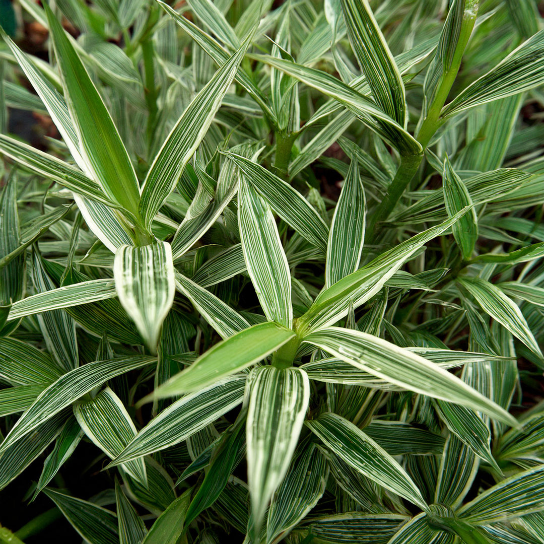 Bambusa Nana Aureostriata (Pleiob.Auricomus)