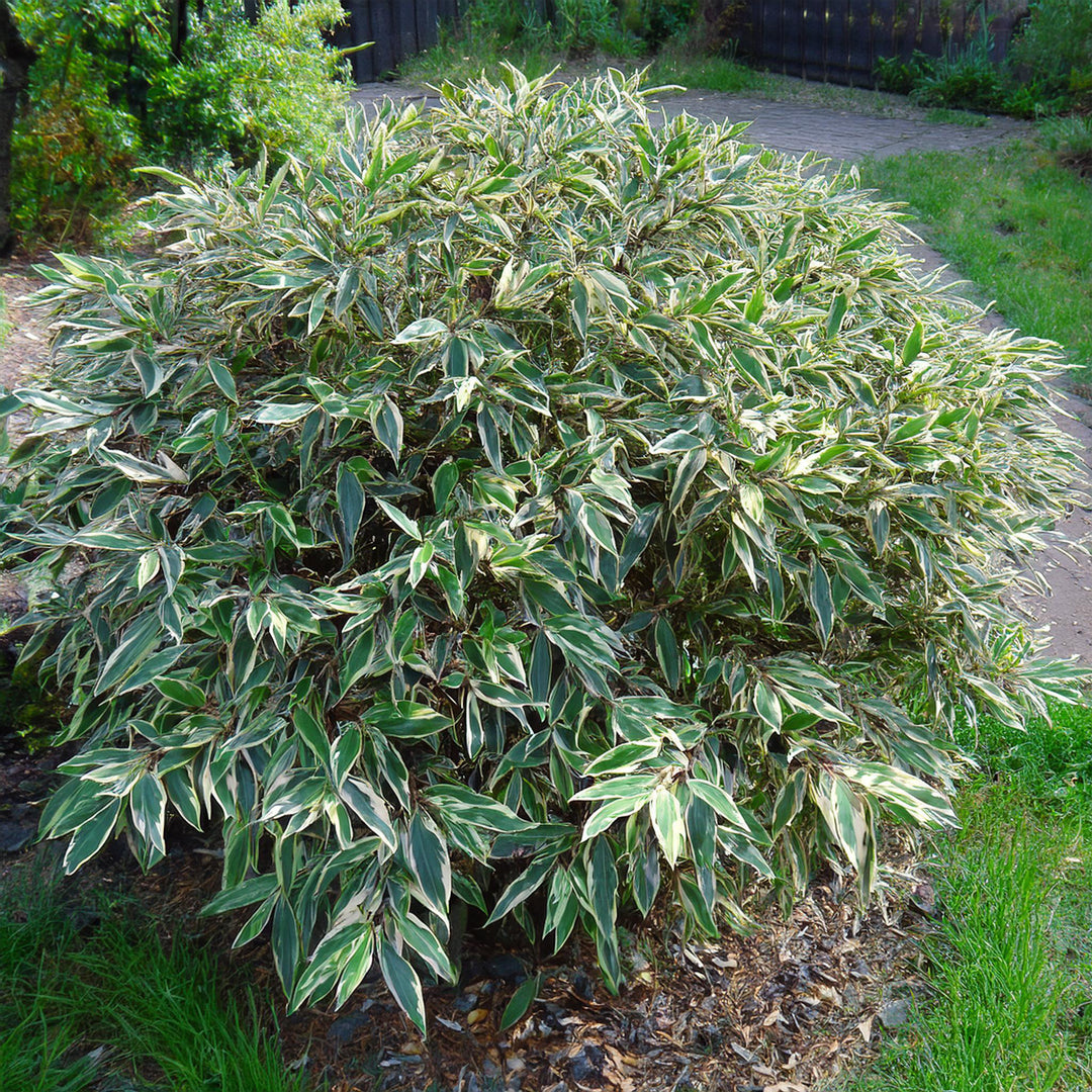 Bambusa Nana Longifolia (Sasa VeitchiiI)