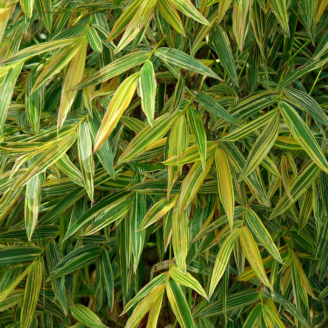 Bambusa Nana Variegata (Pleiob.For.Argenteom.)