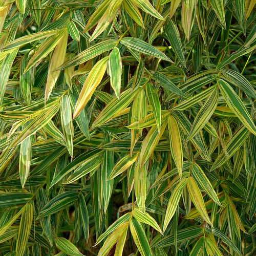 Bambusa Nana Variegata (Pleiob.For.Argenteom.)