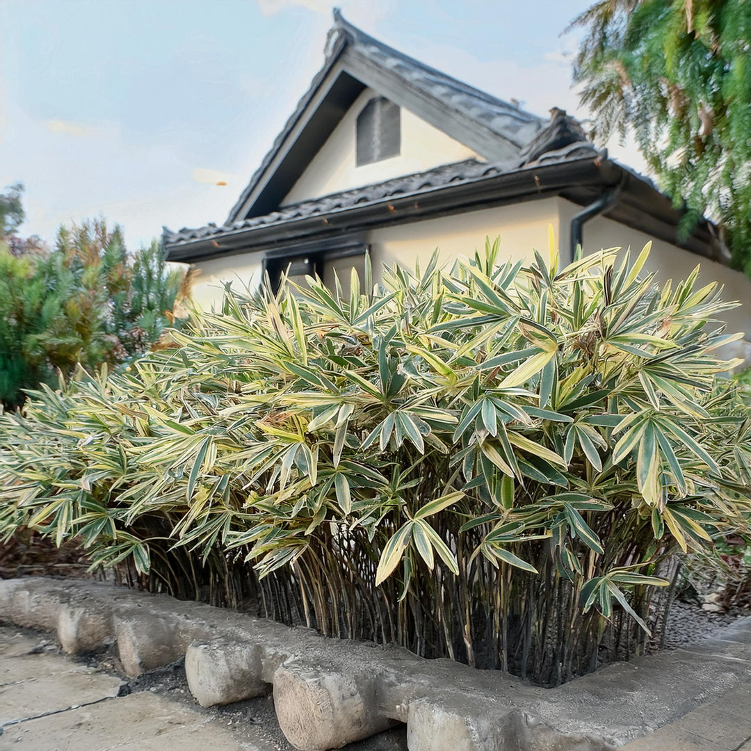 Bambusa Nana Variegata (Pleiob.For.Argenteom.)