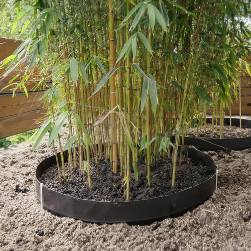 Barrière anti-rhizome (au mètre linéaire) - Par Bambouseraie d'Aix en Provence
