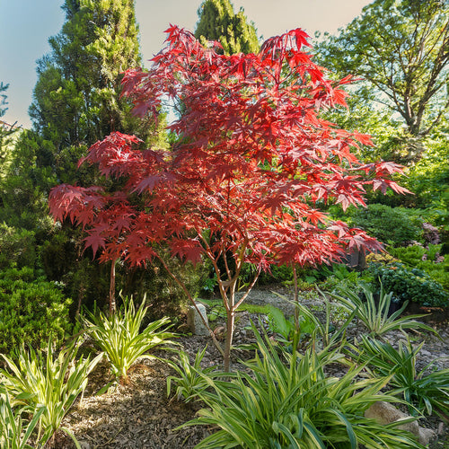 Acer Palmatum Bloodgood