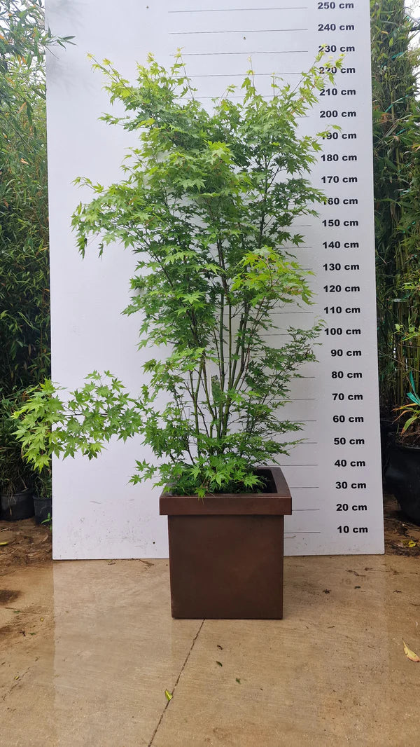 Pot Firenze - 85L