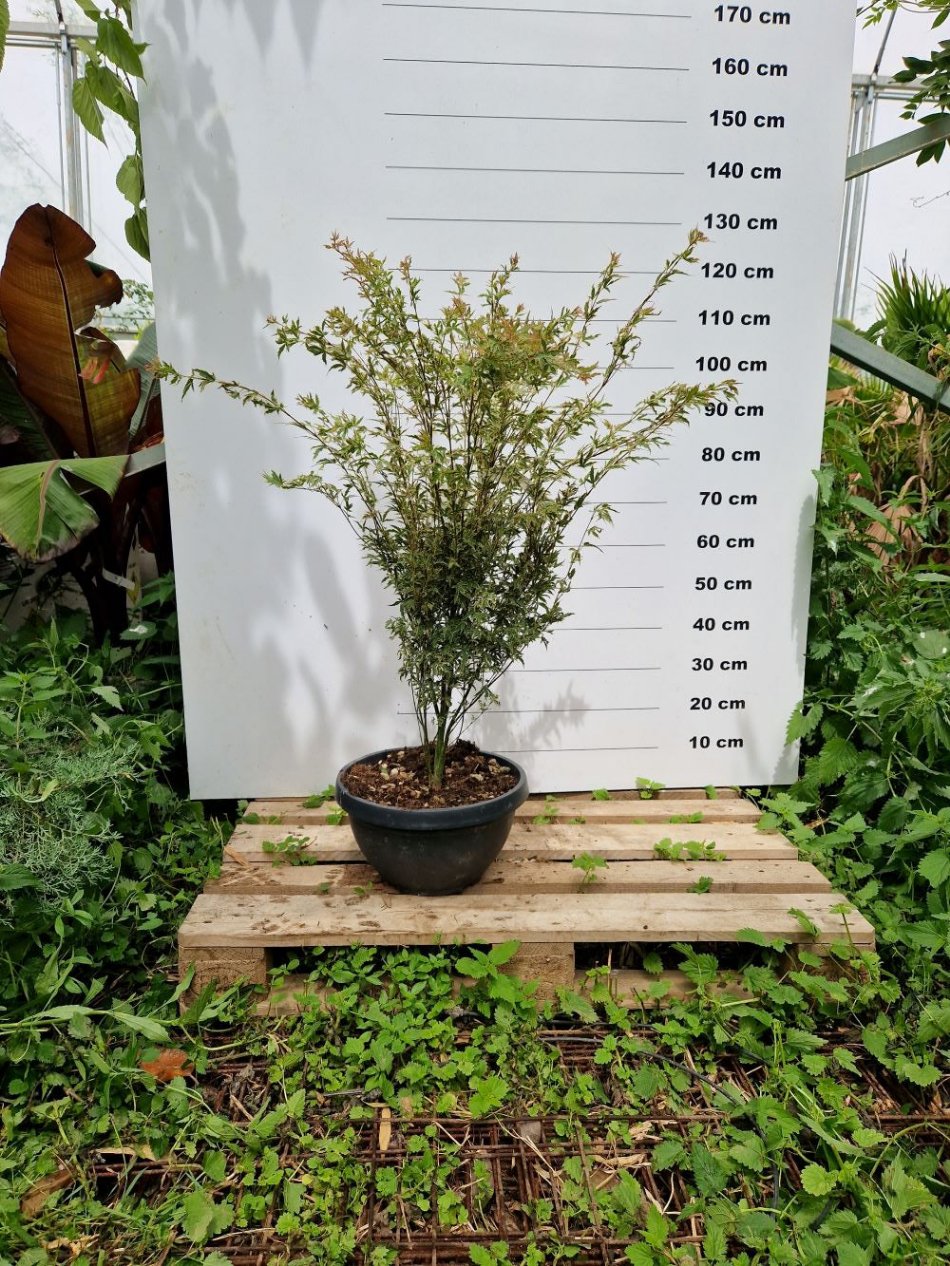 Acer Palmatum Butterfly