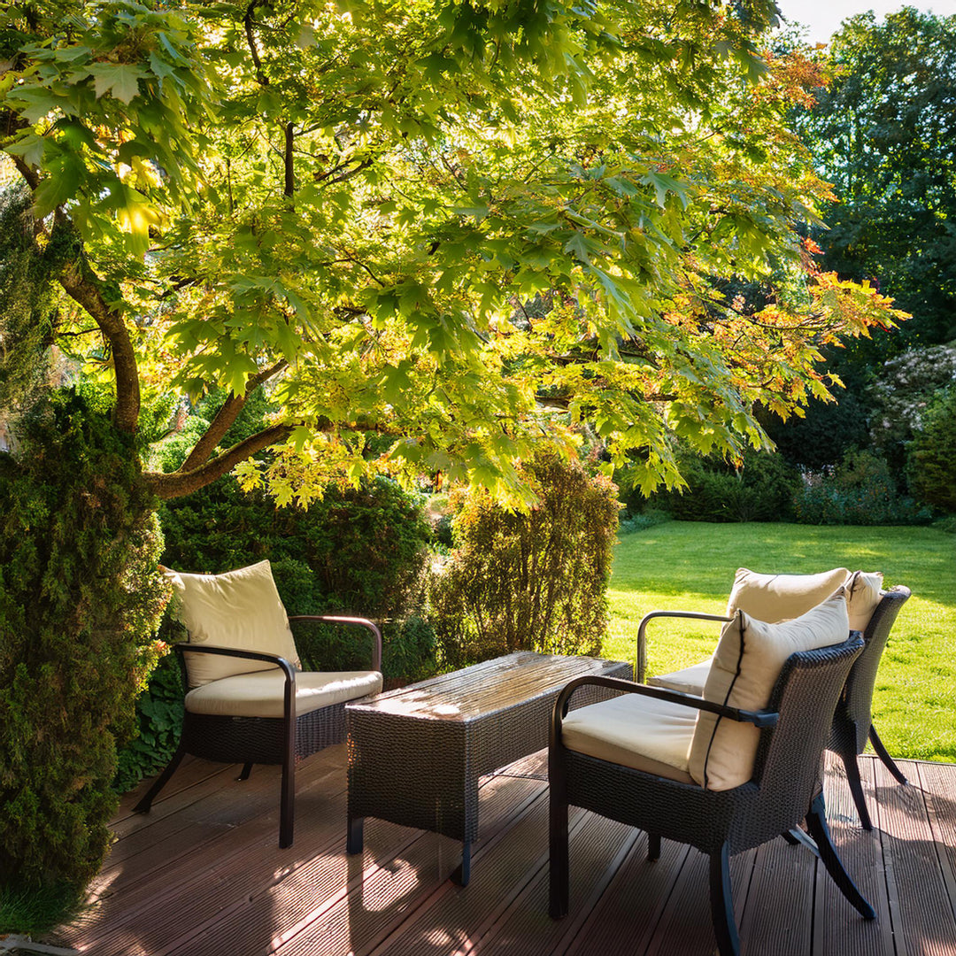 Acer Palmatum Butterfly