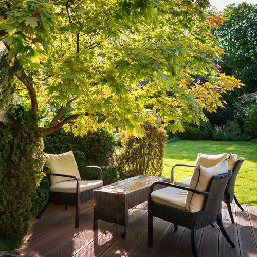 Acer Palmatum Butterfly