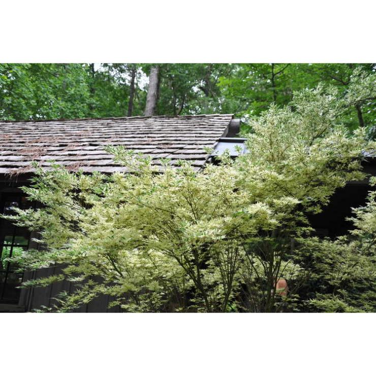 Acer Palmatum Butterfly