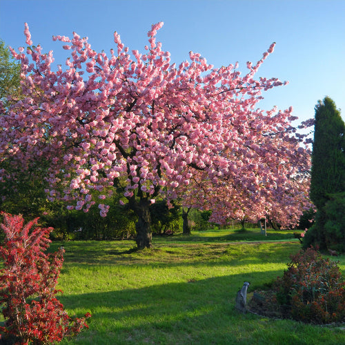 Cerisier à Fleurs Pissardii